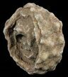 Flower-Like Sandstone Concretion - Pseudo Stromatolite #62204-1